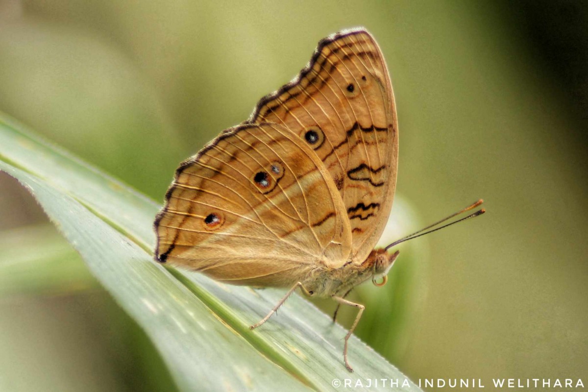 Junonia almana Linnaeus, 1758